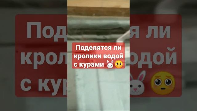 Очередная переделка системы поения. #домавместе #макляк #макрол #кролиоводство