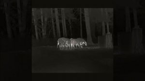 Охота на кабана с тепловизором iRay Tube #TH50v2