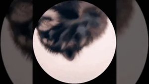 Чипи чипи чапа чапа