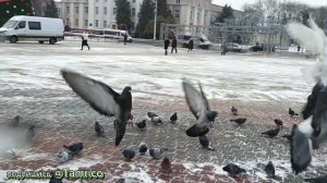 ГОЛУБИ ЛЕТЯТ! ВИКТОР ПЕТЛЮРА с песней "Голуби".