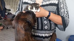 Как познакомить маленького котенка с большими собаками.