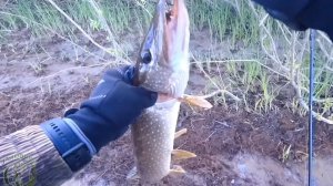 Щука на джиг-риг! 🎣