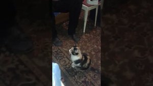 Кошка просит кушать