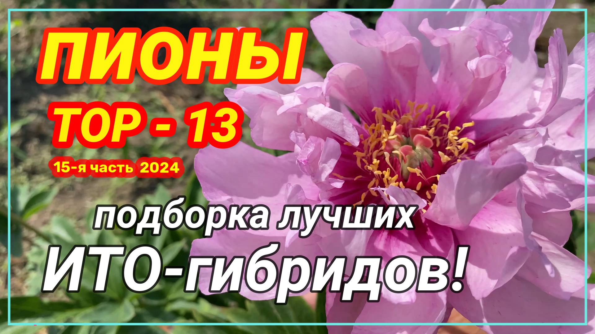 ТОП-13 ИТО-пионов / Сад Ворошиловой