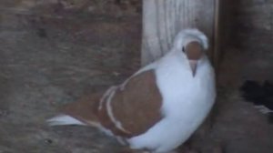 Саксонские ласточки Игоря Мацака 2018