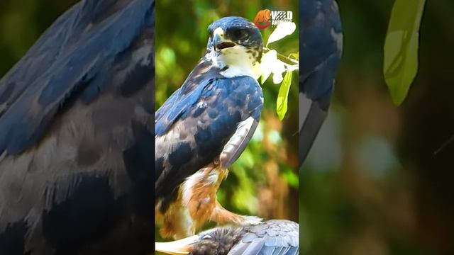 Bird Watching in Sri Lanka | Rufous Bellied Eagle.