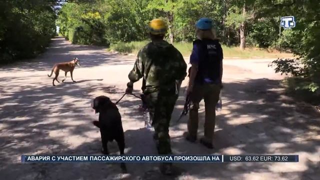 Учебно-тренировочные сборы по аттестации служебных собак в Крыму