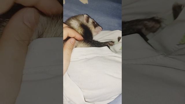 |зимняя спячка хорька| #домашниеживотные #хорёк #хорьки #милыевидео