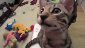 Кот смеётся не хуже человека.