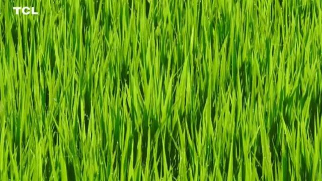 8к видео ультра хд 60 фпс