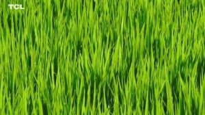 8к видео ультра хд 60 фпс