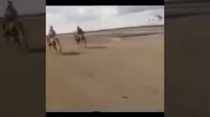 Николай Гусаров В Диком поле