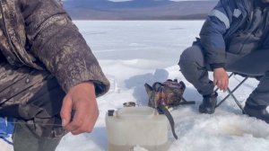 Самая быстрая рыбалка в марте 2024 года на оз. Баунт.