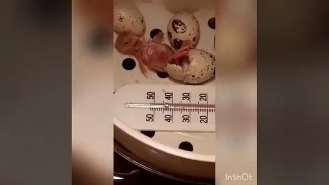 ОСТАВАЙТЕСЬ ДОМА- мой инкубатор смотреть онлайн