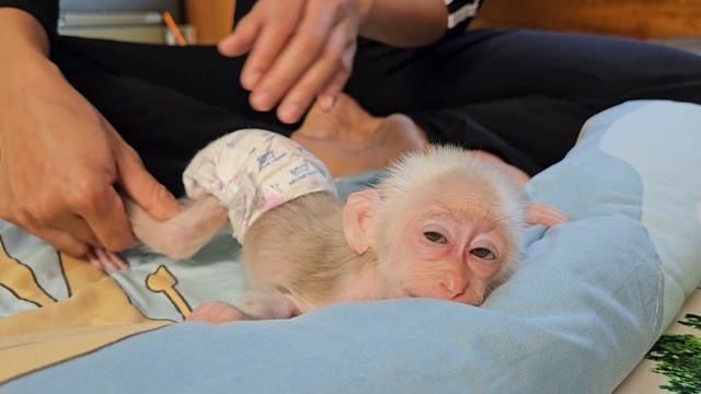 Monkey Su obediently let mom give special massage