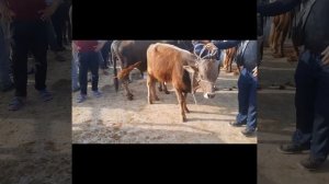 Молбозори н.Дустӣ Эшбек Саттаров Нархи Буқахо Ғуноҷин Гови Ҷушо Асп  моли майда #молбозор #бизнес