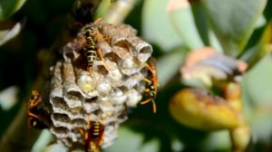 Aisian Paper Wasps