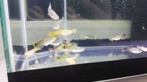 Гуппи самки 2,3 месяца