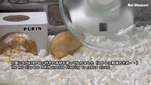 赤ちゃんハムスターをお迎えしました！【飼い始め初日】ジャンガリアンハムスター・ドワーフハムスター