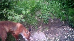 ЛИСА НА ПРИВАДЕ