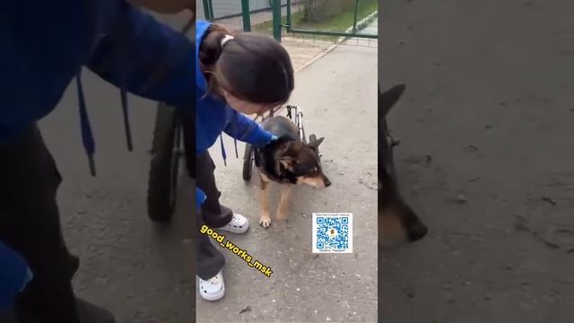 ‼️НОВОСТИ ПО ДОНУ! #приютгвардия #приютдлясобак #приютдляживотных #собака #пёс