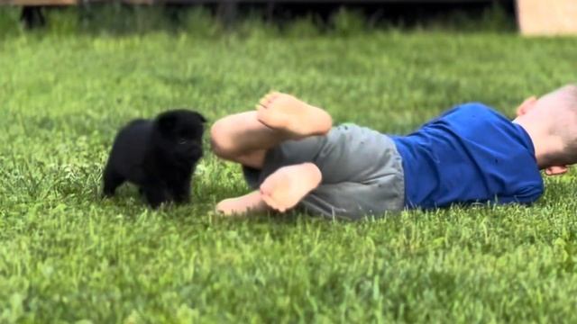 Питомник малинуа и схипперке Джанико. Помет Джанико Н д.р 16.06.24 смотреть онлайн