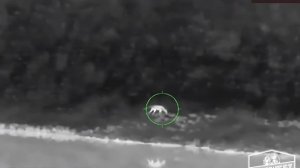 AGM - Adder Thermal Scope 50-384 - Coyote Hunting in High Temps and Humidity