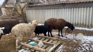 Гиссарская порода овец