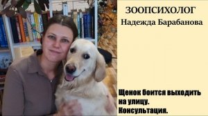 Щенок боится выходить на улицу. Консультация зоопсихолога
