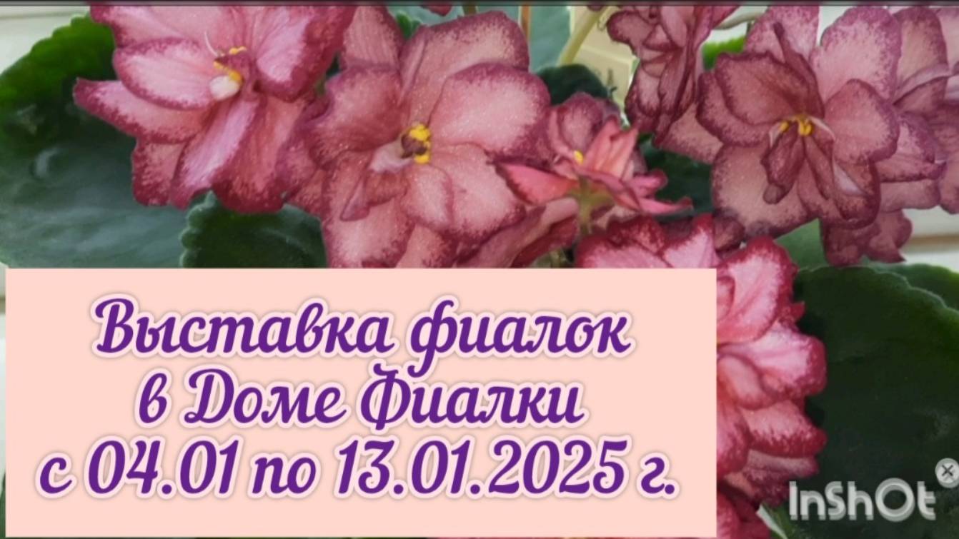 ФИАЛКИ - 25. Выставка "МОСКОВСКАЯ ФИАЛКА" с 03.01 по 14.01.2025г. в Доме Фиалки (Москва).