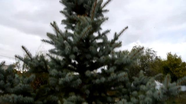 КАК ПРАВИЛЬНО ПОСАДИТЬ ГОЛУБУЮ  ЕЛЬ