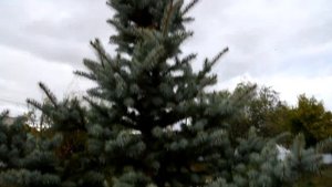 КАК ПРАВИЛЬНО ПОСАДИТЬ ГОЛУБУЮ  ЕЛЬ