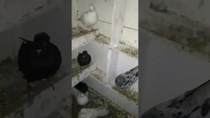 Двухчубые - голоногие голуби товарища!!!!