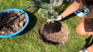 САЖАЮ СОСНУ. Когда близко грунтовые воды. Мелкоцветковая сосна Бонсай.