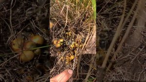 Обнаружил гнездо шмелей. Строят гнезда в земле.