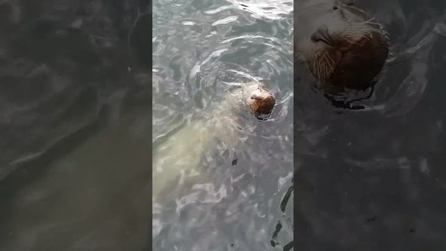 Сивучи в Петропавловске-Камчатском