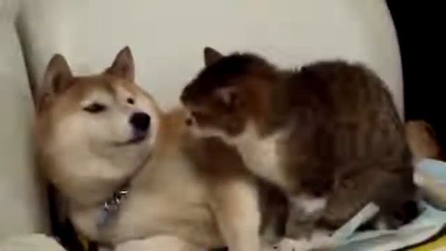 Удар за ласку  Кошачья благодарность