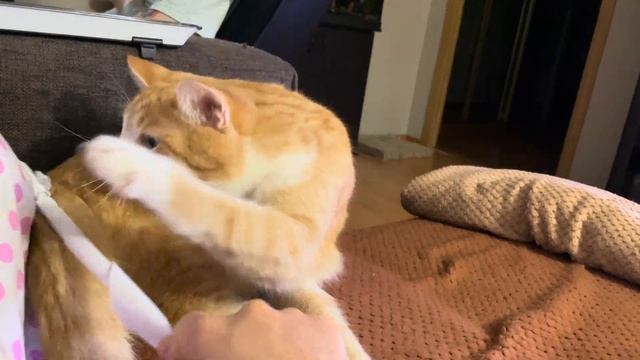 Рыжий кот Гриша очень сильно веселится.    кот коты кошка веселье озорство рыжий рыжийкот