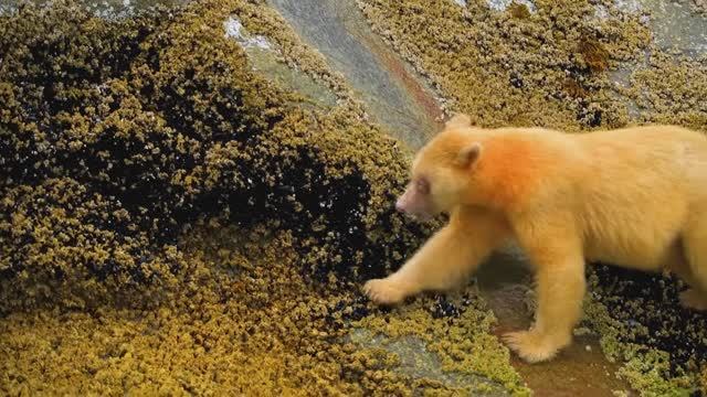 ВИДЕО О ЖИВОТНЫХ, встречи с редкими животными, красивое и познавательное видео смотреть онлайн