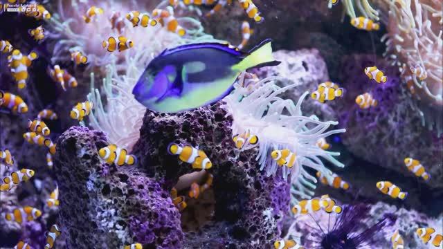 Aquarium 4K VIDEO (ULTRA HD) 🐠 Sea Animals With Relaxing Music 🐠 Rare & Colorful Sea Life Video