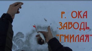 Река ОКА. Заводь "ГНИЛАЯ"