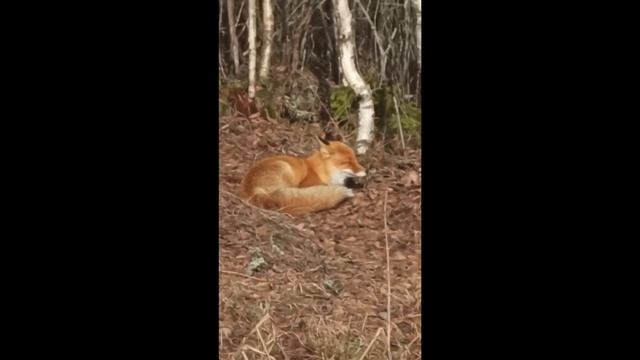 Лиса греется на весеннем солнышке. The fox is basking in the spring sun.