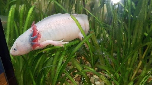 Сезон икры открыт) смотреть онлайн