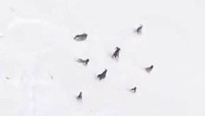 Ахота