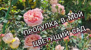 Прогулка по моему цветущему саду!🌹💕 Слайд- шоу, сезон 2023-24г.  #цветущийсад