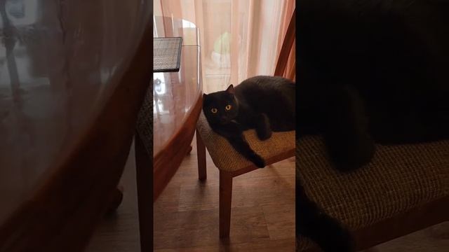 Кошачья банда #catlover