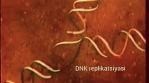 Hujayra yadrosi tarkibi va tuzilishi. cell nucleus. ядро клетки.