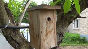 Первый вылет🐤птенцов🐥из синичника 2022