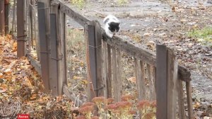 Белки котики и галка