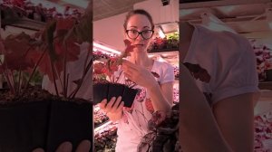 Действительно ли нужно обрывать гейхерам внешние листья?